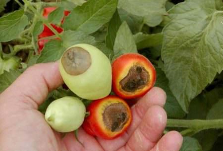 Что такое вершинная гниль помидоров: причины и лечение