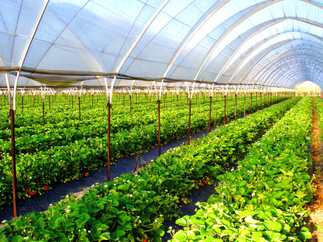 Что выгодно выращивать в теплицах начинающим огородникам?