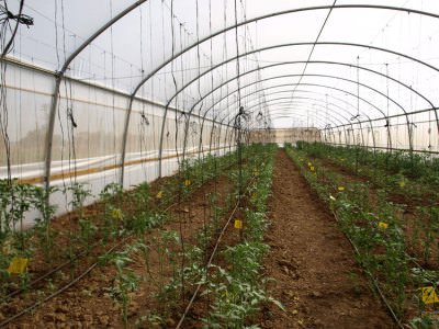 Что выгодно выращивать в теплицах начинающим огородникам?