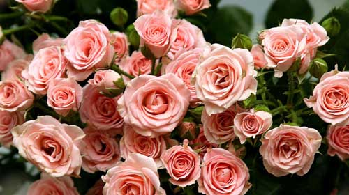 Цвет роз — символика и значение каждого, в каких случаях дарят