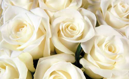 Цвет роз — символика и значение каждого, в каких случаях дарят