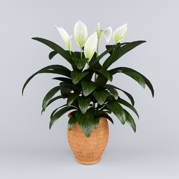 Цветок спатифиллум: виды и особенности ухода