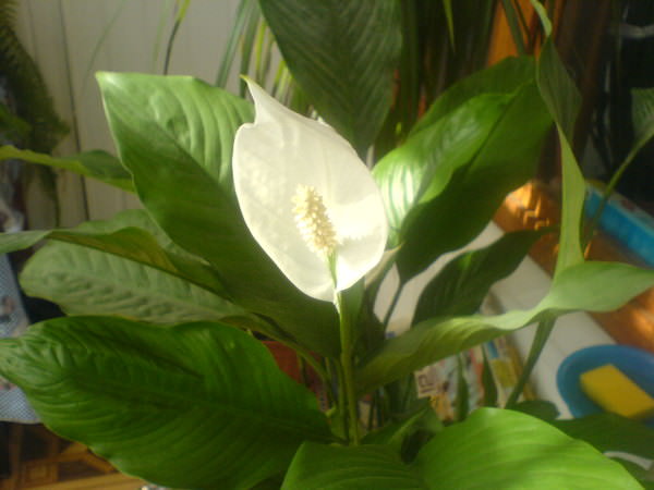 Цветок спатифиллум: виды и особенности ухода