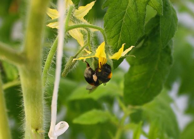 Дачникам на заметку: почему не завязываются помидоры в теплице
