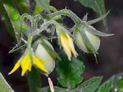 Дачникам на заметку: почему не завязываются помидоры в теплице