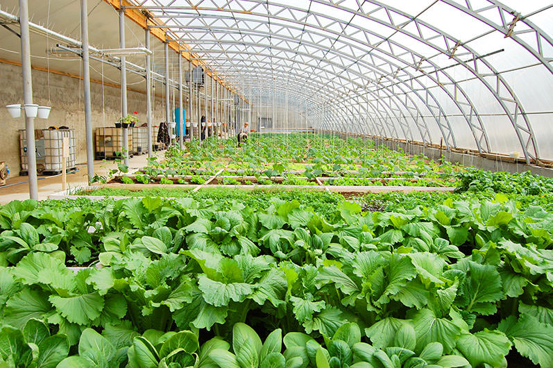 Действительно ли солнечный вегетарий является уникальной теплицей нового поколения?