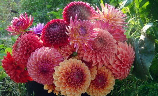 Делаем уличные цветы домашними: как посадить георгины клубнями дома