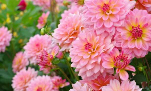 Делаем уличные цветы домашними: как посадить георгины клубнями дома