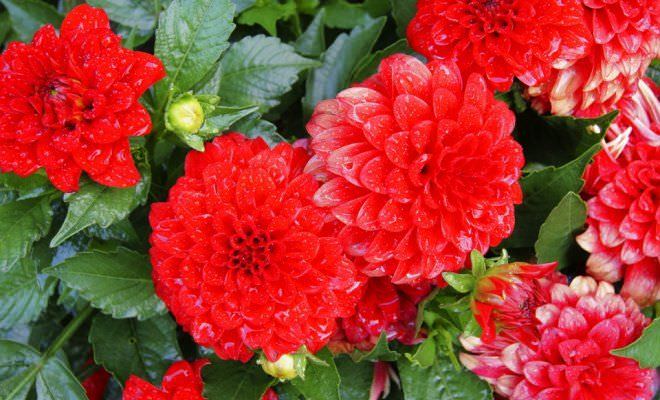 Делаем уличные цветы домашними: как посадить георгины клубнями дома