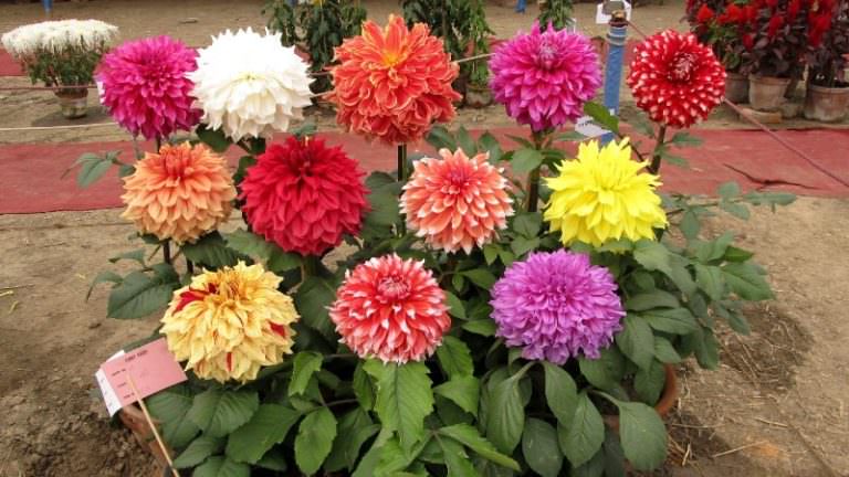 Делаем уличные цветы домашними: как посадить георгины клубнями дома