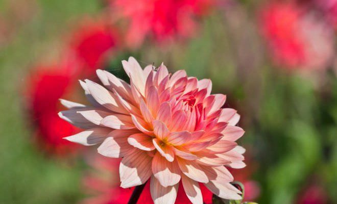 Делаем уличные цветы домашними: как посадить георгины клубнями дома