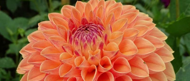 Делаем уличные цветы домашними: как посадить георгины клубнями дома