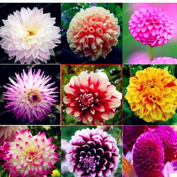 Делаем уличные цветы домашними: как посадить георгины клубнями дома