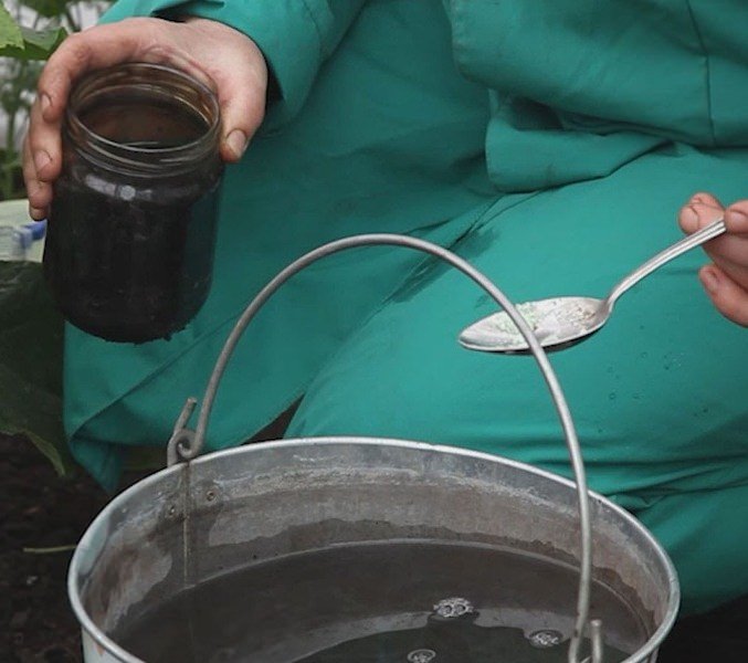 Для чего и как поливать помидоры марганцовкой