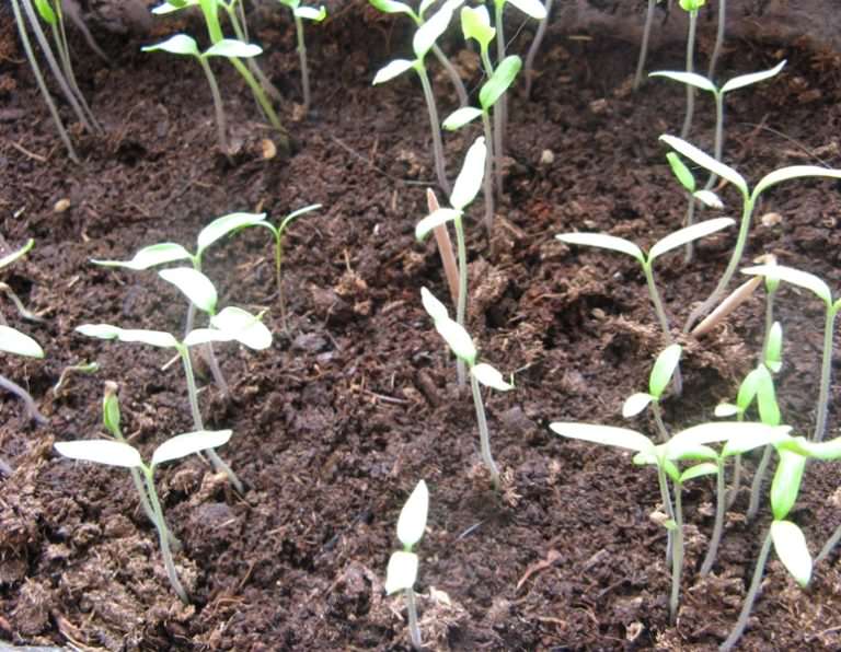 Для чего и как поливать помидоры марганцовкой