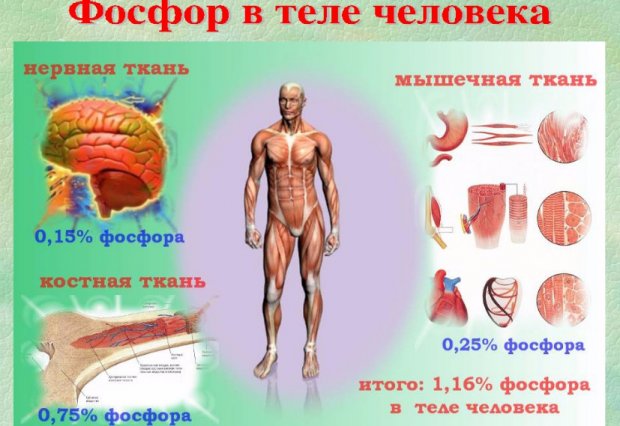 Для чего нужен фосфор в организме человека