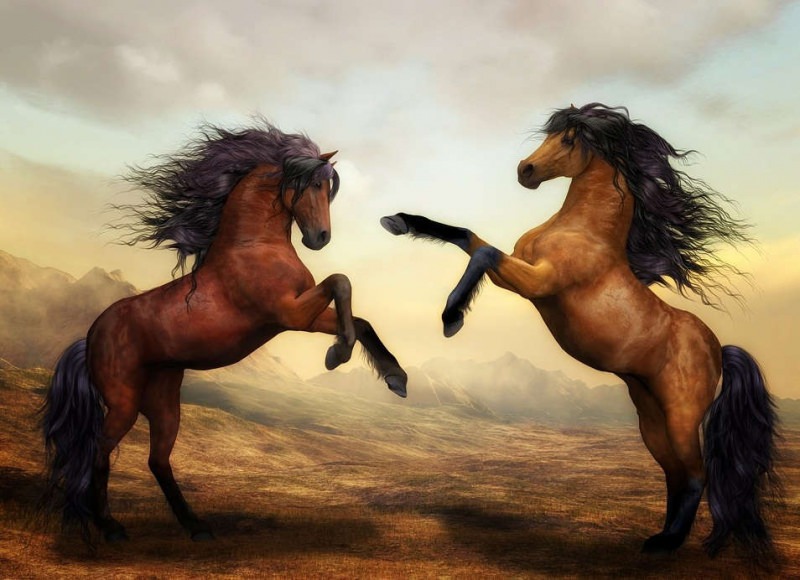 Дракон и лошадь — совместимость мужчины и женщины в любви
