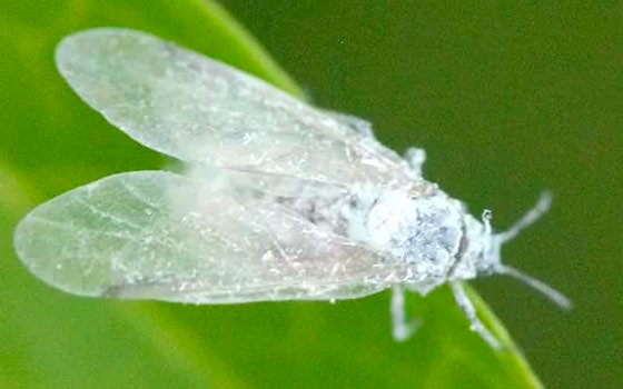 Эффективная борьба с белокрылкой на помидорах в теплице