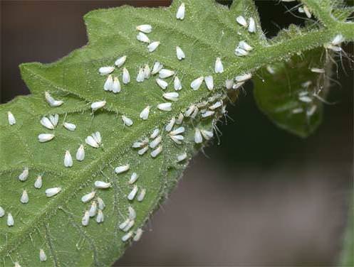 Эффективная борьба с белокрылкой на помидорах в теплице