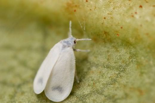 Эффективная борьба с белокрылкой на помидорах в теплице