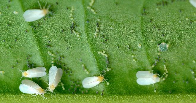 Эффективная борьба с белокрылкой на помидорах в теплице