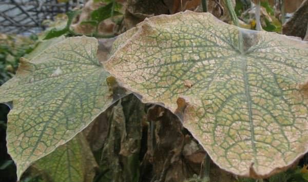 Эффективные и доступные методы борьбы с паутинным клещом в теплице