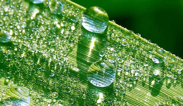 Эффективные и доступные методы борьбы с паутинным клещом в теплице