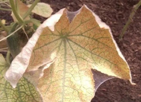 Эффективные и доступные методы борьбы с паутинным клещом в теплице