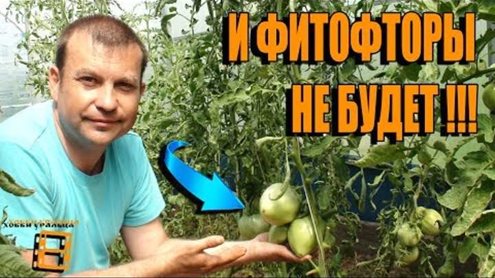 Эффективные способы борьбы с фитофторой в теплице