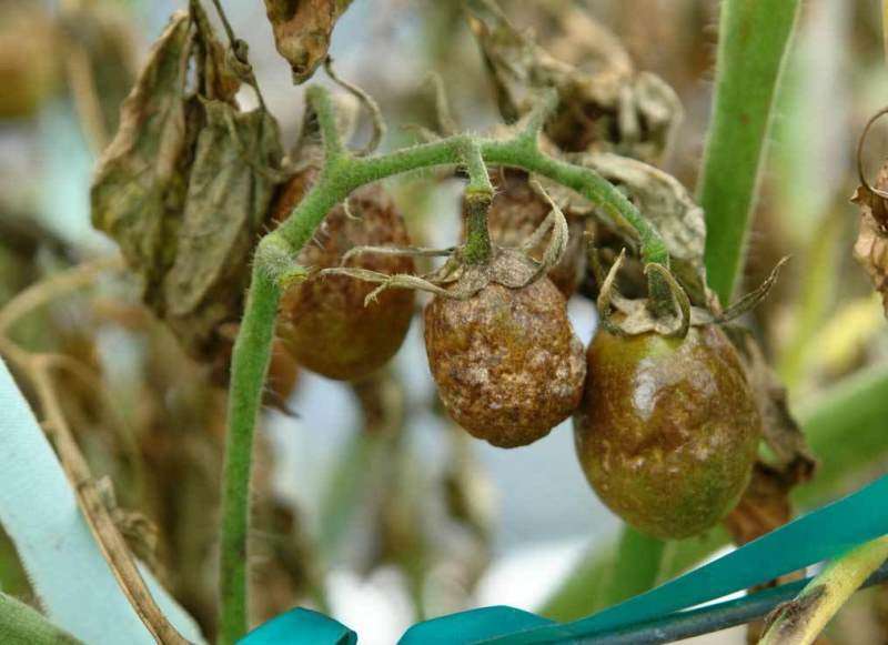 Эффективные способы борьбы с фитофторой в теплице