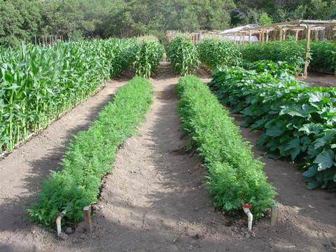 Эффективный метод митлайдера