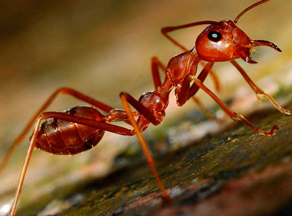 Если появились муравьи в бане – всё о банях