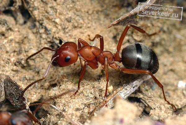 Если появились муравьи в бане – всё о банях