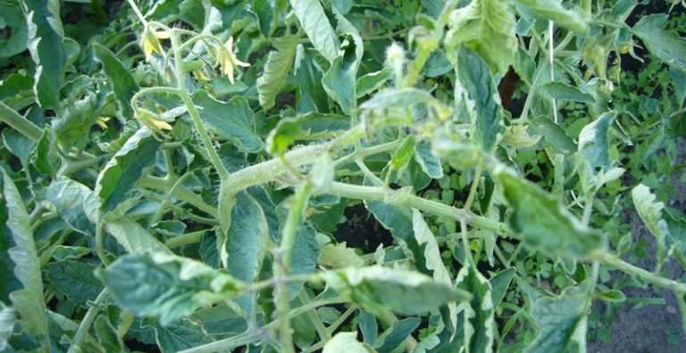 Если верхушка помидор вянет? Причины недуга и способы борьбы с ним