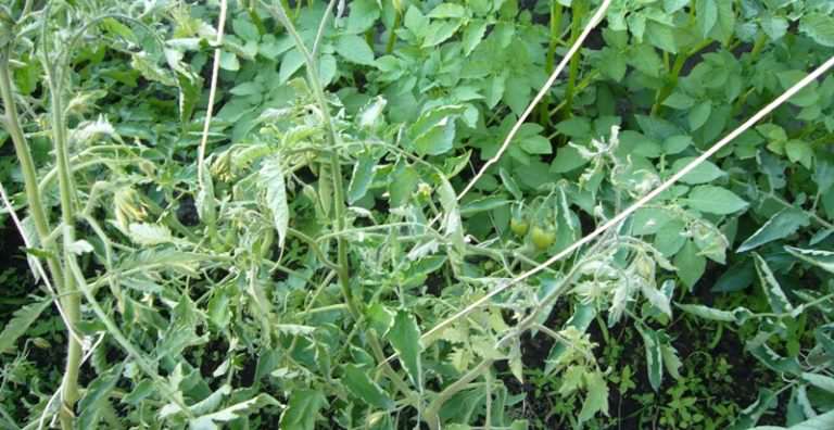 Если верхушка помидор вянет? Причины недуга и способы борьбы с ним