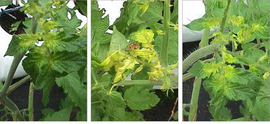 Если верхушка помидор вянет? Причины недуга и способы борьбы с ним