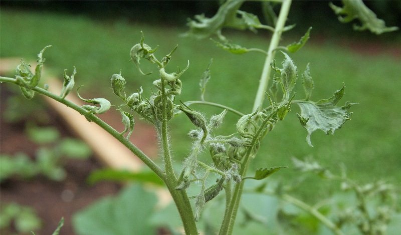 Если верхушка помидор вянет? Причины недуга и способы борьбы с ним