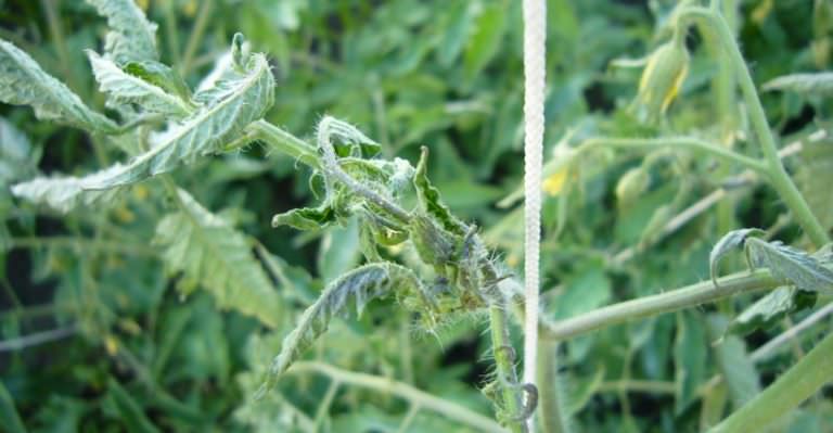 Если верхушка помидор вянет? Причины недуга и способы борьбы с ним