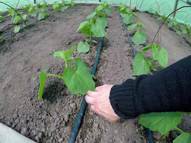 Этапы ухода за огурцами в открытом грунте и теплице