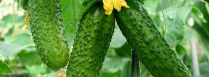 Этапы ухода за огурцами в открытом грунте и теплице