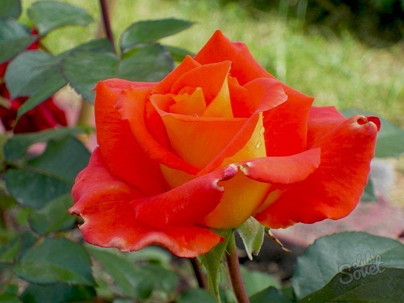 Этапы выращивания розы из семян: от маленького зернышка до благоухающего бутона