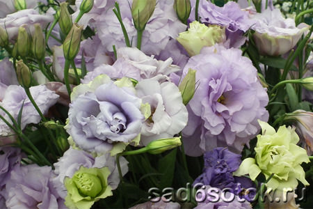 Эустома: особенности посадки и выращивания