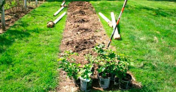 Ежевика – посадка и уход