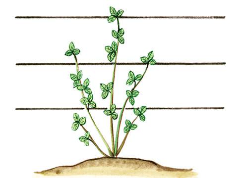 Ежевика – посадка и уход