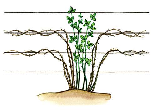 Ежевика – посадка и уход