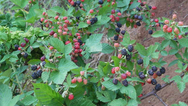 Ежевика – посадка и уход