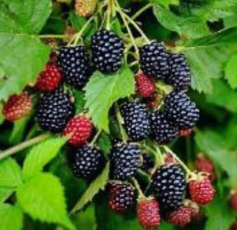 Ежевика – посадка и уход