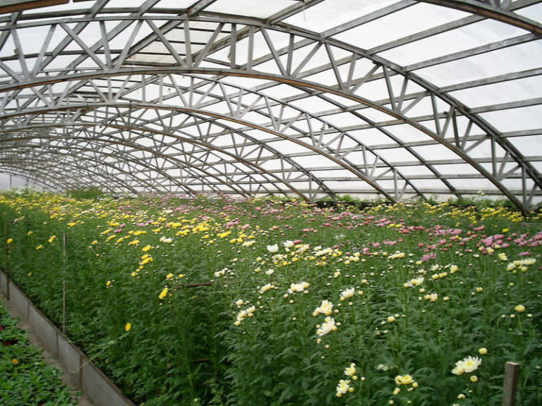 Фермерские теплицы: характеристика, преимущества и недостатки основных видов