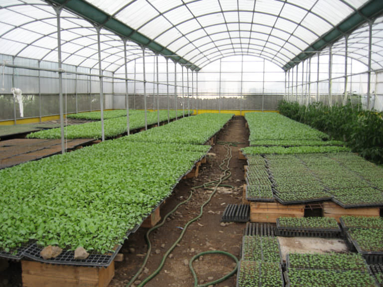 Фермерские теплицы: характеристика, преимущества и недостатки основных видов