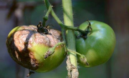 Фитофтора на помидорах: как своевременно распознать недуг и чем обрабатывать для эффективного лечения